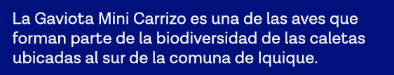 La Gaviota Mini Carrizo es una de las aves que forman parte de la biodiversidad de las caletas ubicadas al sur de la    