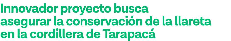 Innovador proyecto busca asegurar la conservación de la llareta en la cordillera de Tarapacá