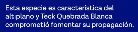 Esta especie es característica del altiplano y Teck Quebrada Blanca comprometió fomentar su propagación  