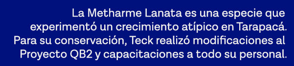 La Metharme Lanata es una especie que experimentó un crecimiento atípico en Tarapacá  Para su conservación, Teck real   