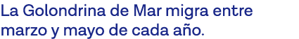 La Golondrina de Mar migra entre marzo y mayo de cada año 