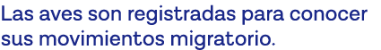 Las aves son registradas para conocer sus movimientos migratorio 